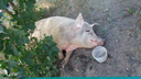 В Самаре свинья весом под 200 кг облюбовала детскую площадку