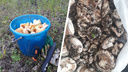 Где собирать грузди и лисички: карта грибных мест Новосибирской области