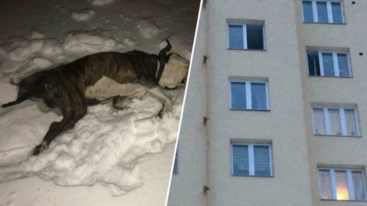Мужчина, который выбросил свою собаку с десятого этажа, объяснил, зачем он это сделал