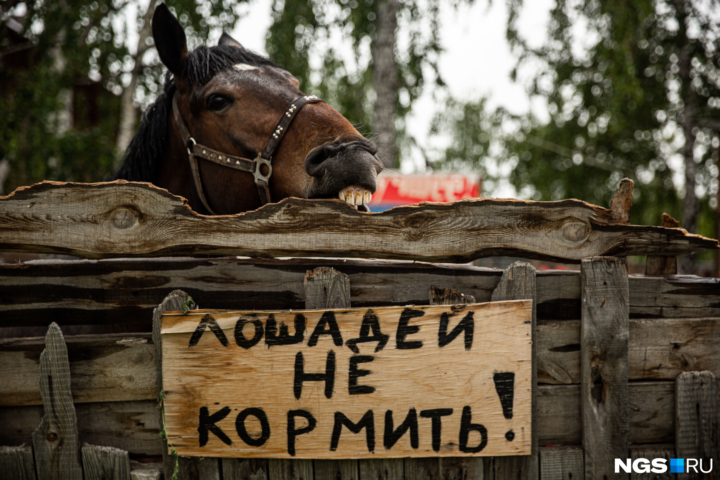 История зоотехника из Новосибирска, которая открыла конный клуб «Арион» и зарабатывает на лошадях - 10 июня 2020 - НГС