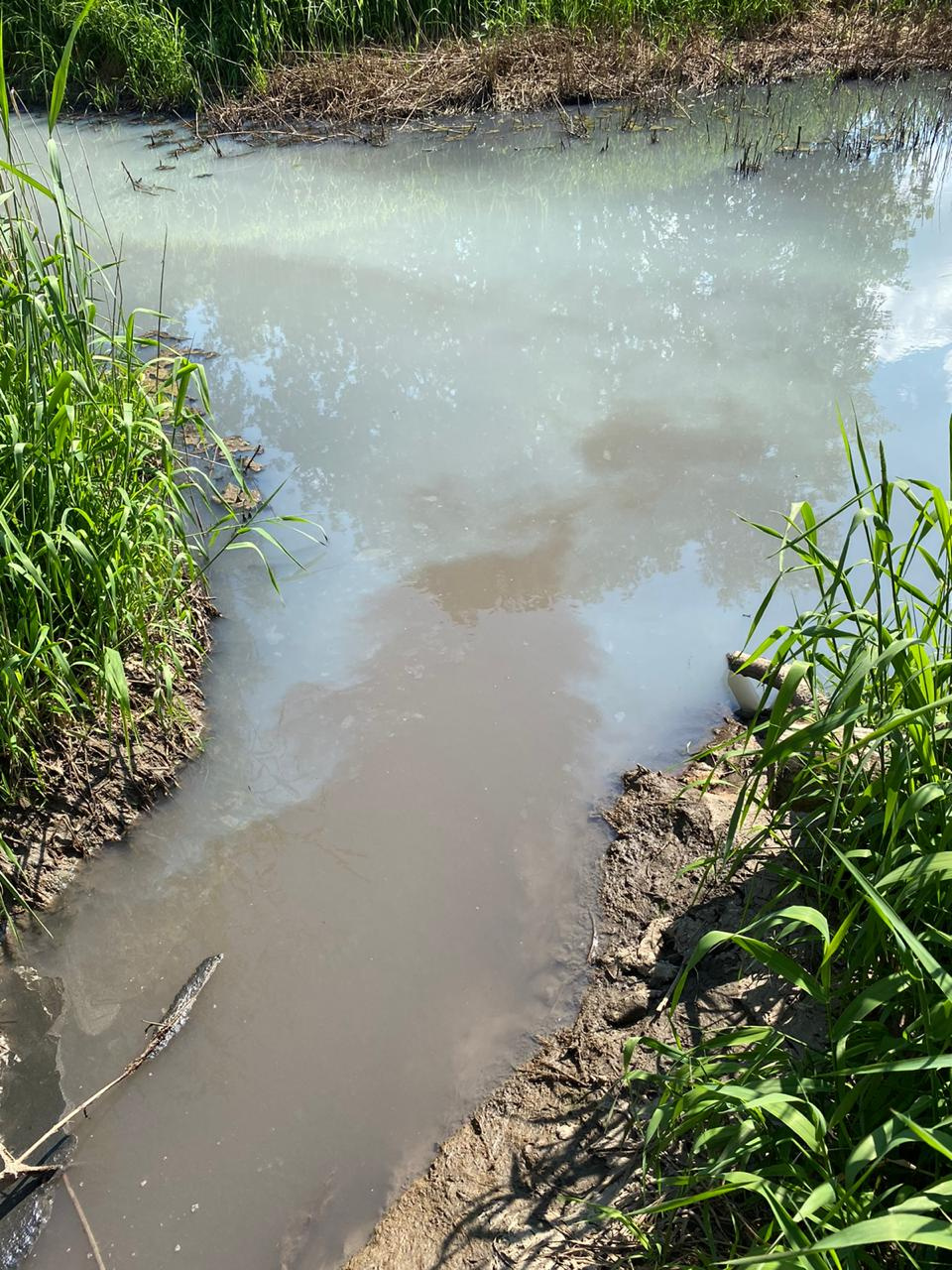 Инспекторы нашли грязную канаву, из которой нечто белое течет в Славянку -  18 июня 2020 - Фонтанка.Ру