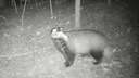 В Кенозерье записали любопытное видео с барсуком и другими лесными животными