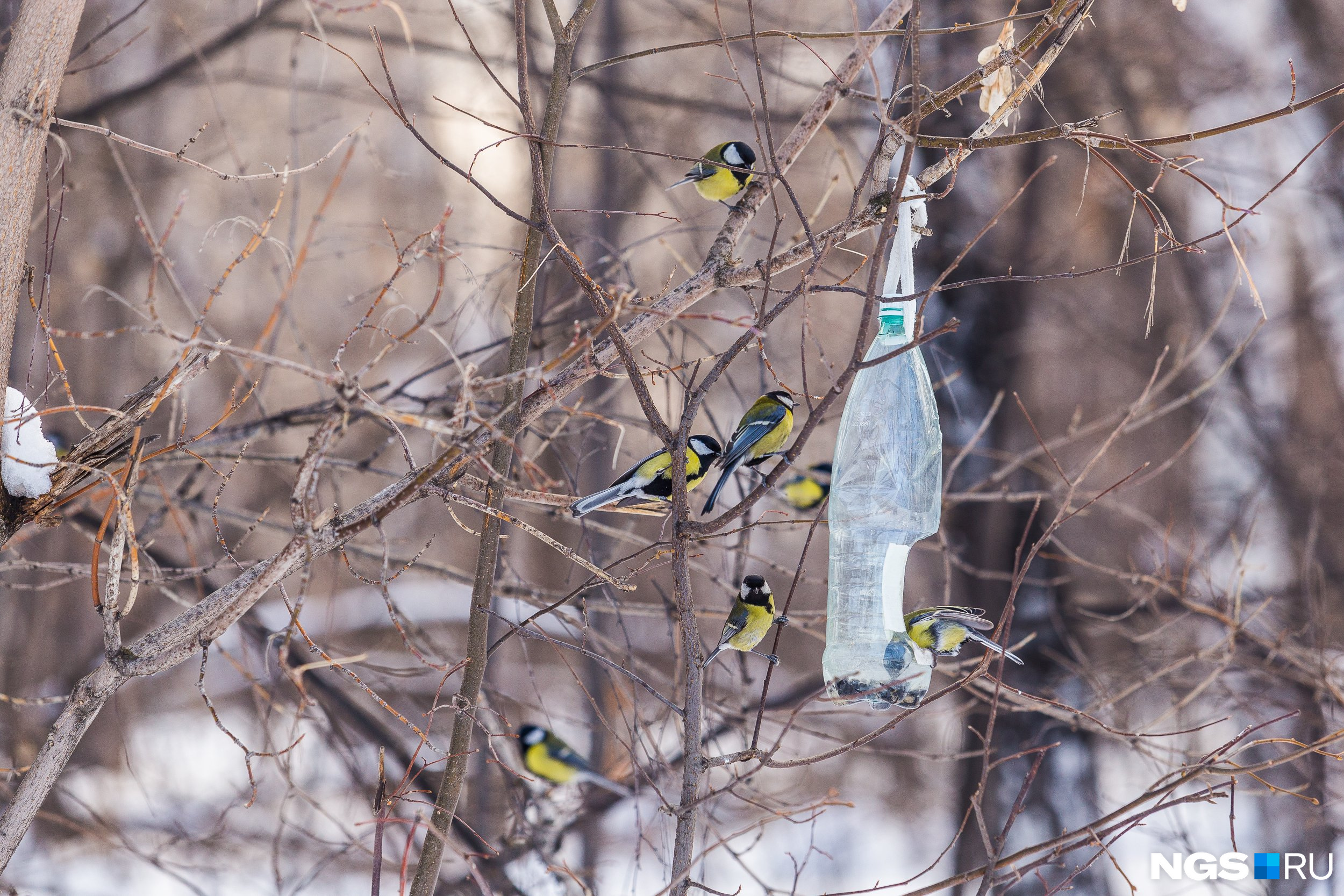 Дожить до весны в Сибири — очень важная задача для птиц, и эти птахи с нею справились 