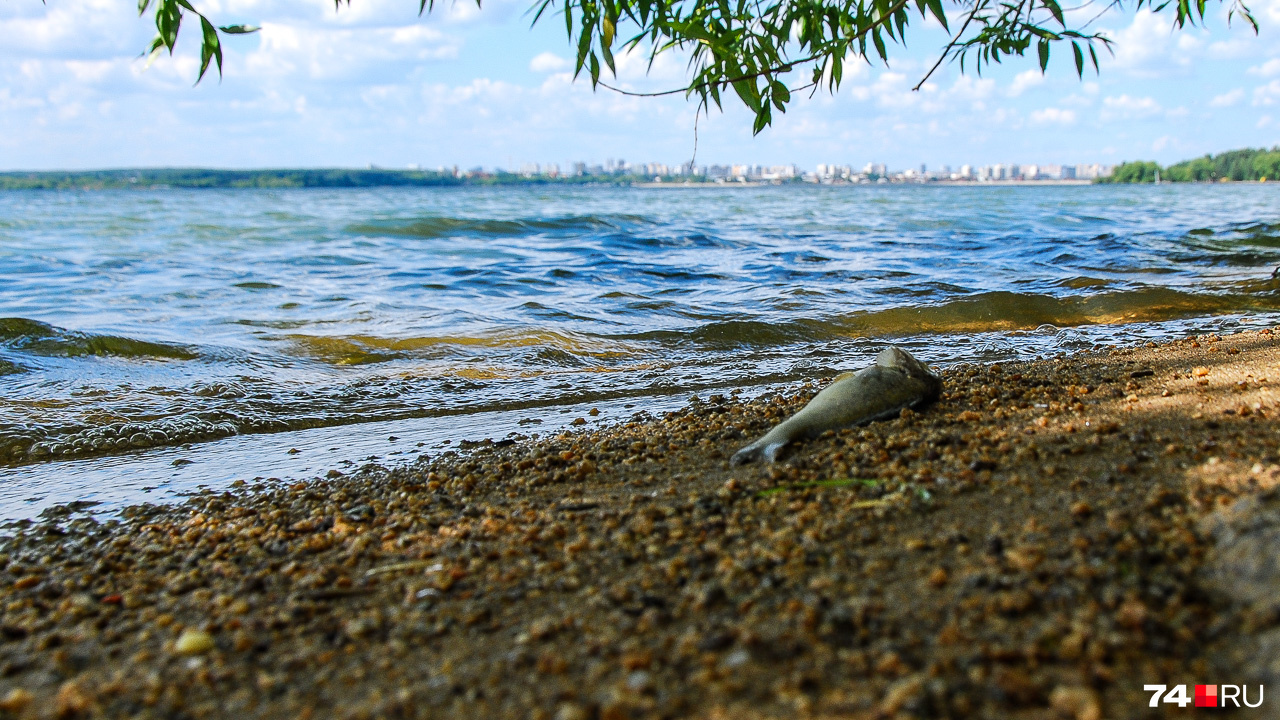 А по берегам Шершней не первый год валяется дохлая рыба: умирает она, судя по всему, от недостатка кислорода из-за размножения водорослей в загрязнённой воде 