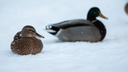 В Самаре на заснеженном озере замерзают утки: видео