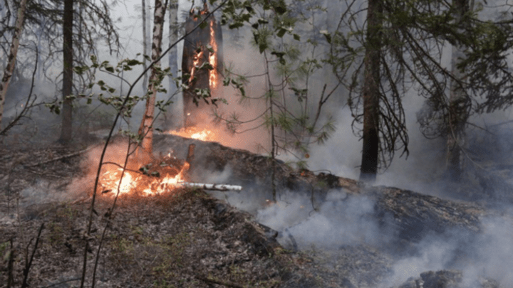 «Власти не извлекли никаких уроков»: в Greenpeace потребовали от правительства усилить борьбу с лесными пожарами
