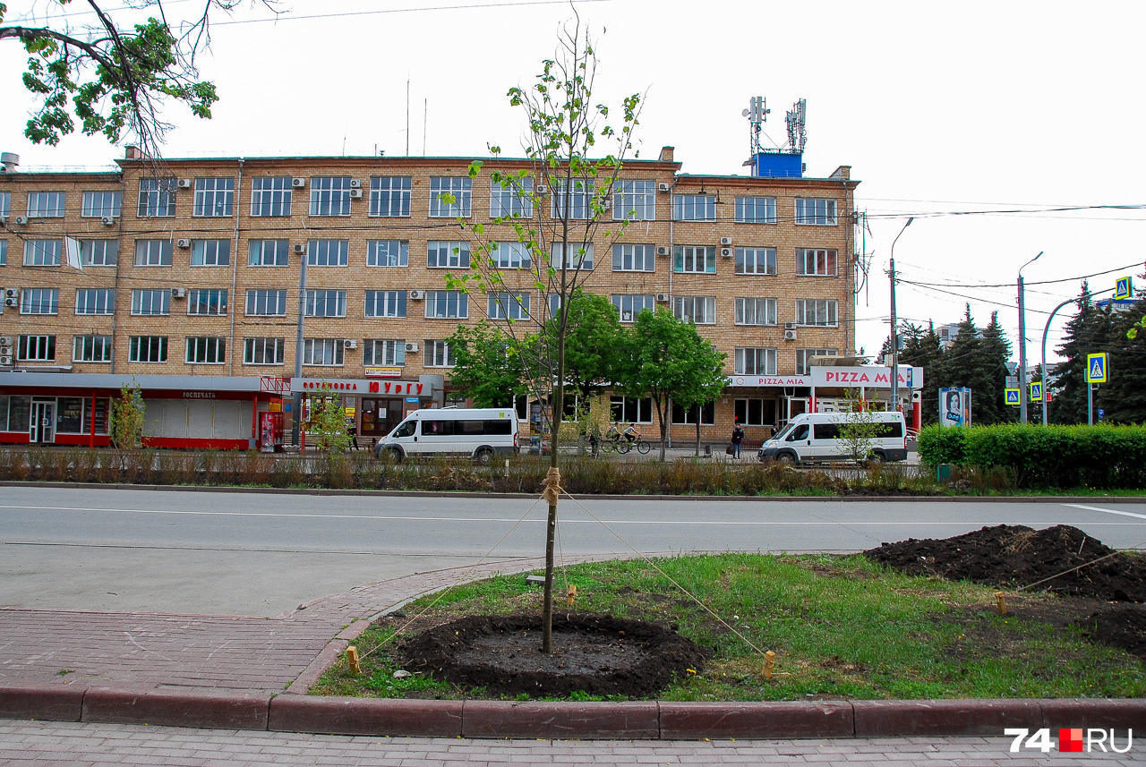 Новое дерево на проспекте Ленина оформлено аккуратно, но количество листвы всё равно пока ничтожно. Возможно, правильнее сначала высаживать деревья, а уже потом, когда они прижились, сносить старые?