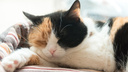 Без кота и жизнь не та: фоторепортаж из приюта для животных «Надежда»