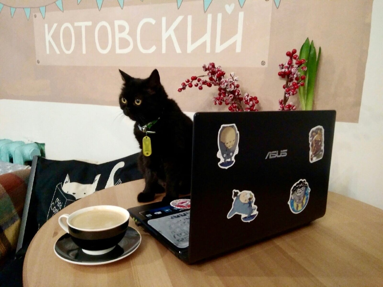 Коты тоже готовы к онлайн-общению