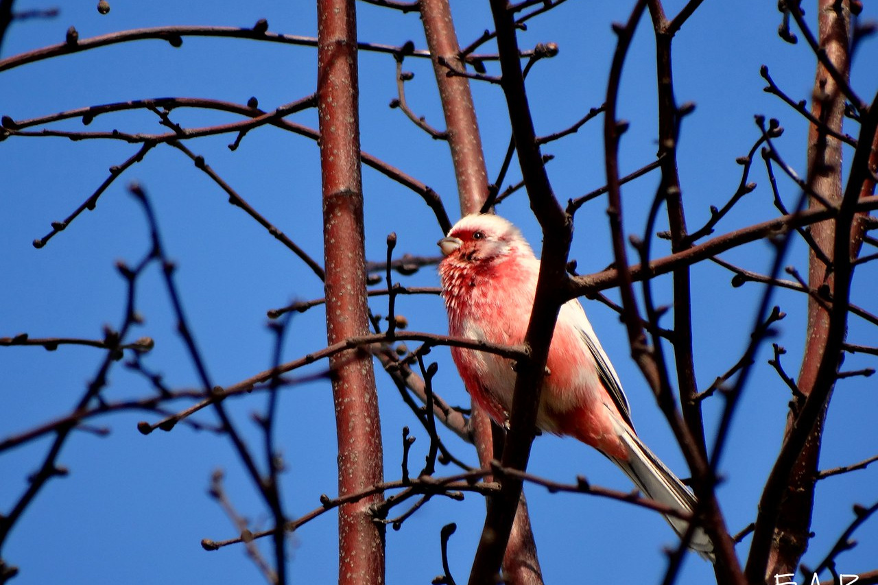 Розовая птичка в Омской области