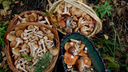 Полные корзинки: какие грибы можно собрать в октябре (публикуем карты, где найти их в Новосибирске и НСО)