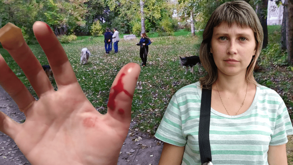 «Одна укусила меня до крови»: сибирячка — о собаках, которые оккупировали школьный двор