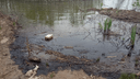 Берега почернели: в реку Самару сливали мазут