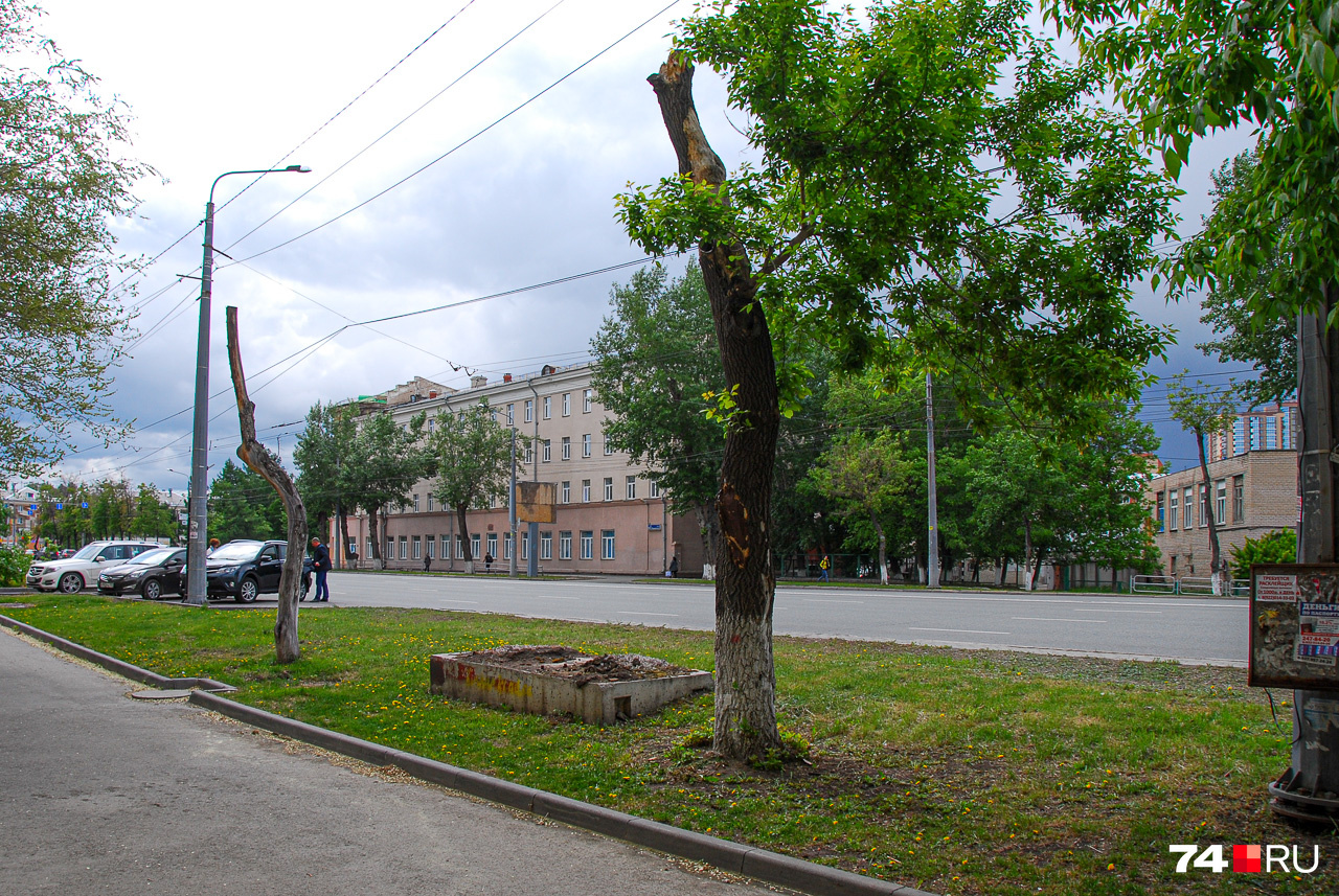 Улица Воровского: два обрезанных дерева, одно из которых умерло, второе — на полпути к могиле