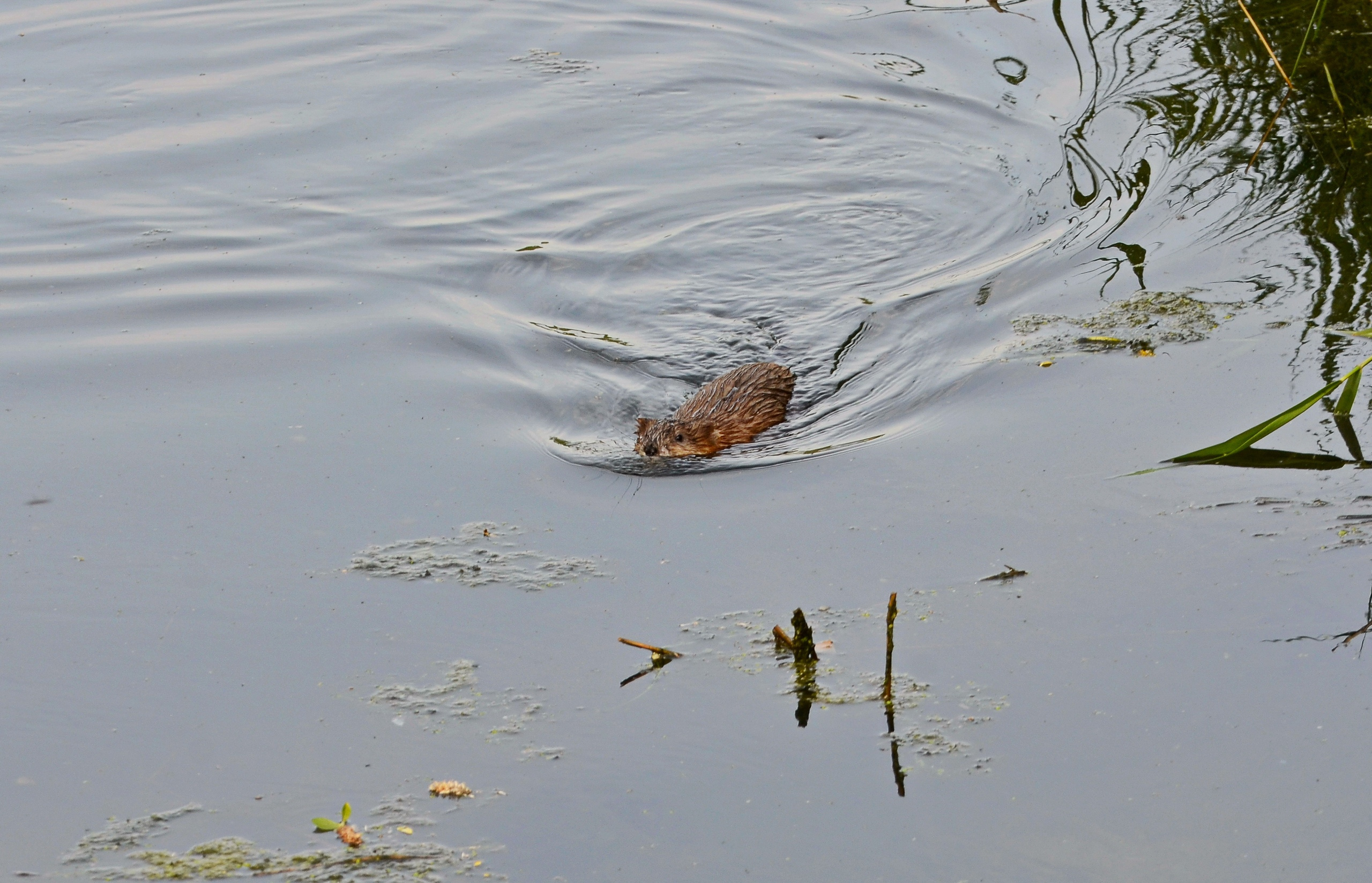 Эту ондатру тюменец обнаружил в районе улицы Народной (Восточный микрорайон), она живет в канаве вместе с утками<br><br>