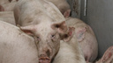 В Самарской области у фермеров начали изымать домашних свиней