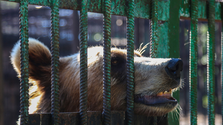 Медведя ловили в Чите — он сбежал из частного зоопарка «Радуга»