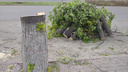 «Они не распустились»: взамен 80 спиленных лип вдоль главной улицы Челябинска высадят новые деревья