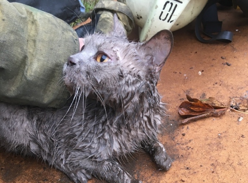 Эта кошка выжила благодаря пожарным, которые вынесли ее из горящего дома и надели кислородную маску