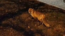 «Вот такие животинки гуляют»: в центр Ярославля прибежала лиса