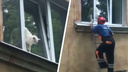 «Кричал от боли»: в Ярославле спасли застрявшего в окне кота