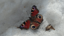 В Новосибирске проснулись бабочки