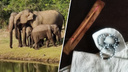 Екатеринбуржцы продают необычные браслеты из слез, чтобы спасти слонов