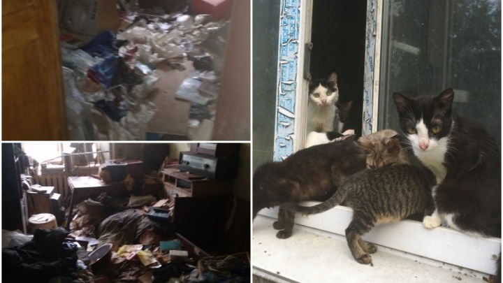 В тюменской многоэтажке соседи нашли брошенную квартиру с десятком кошек. В том числе и мертвых