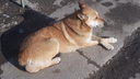 Генпрокуратуру попросили проверить Самарскую область из-за бездомных собак