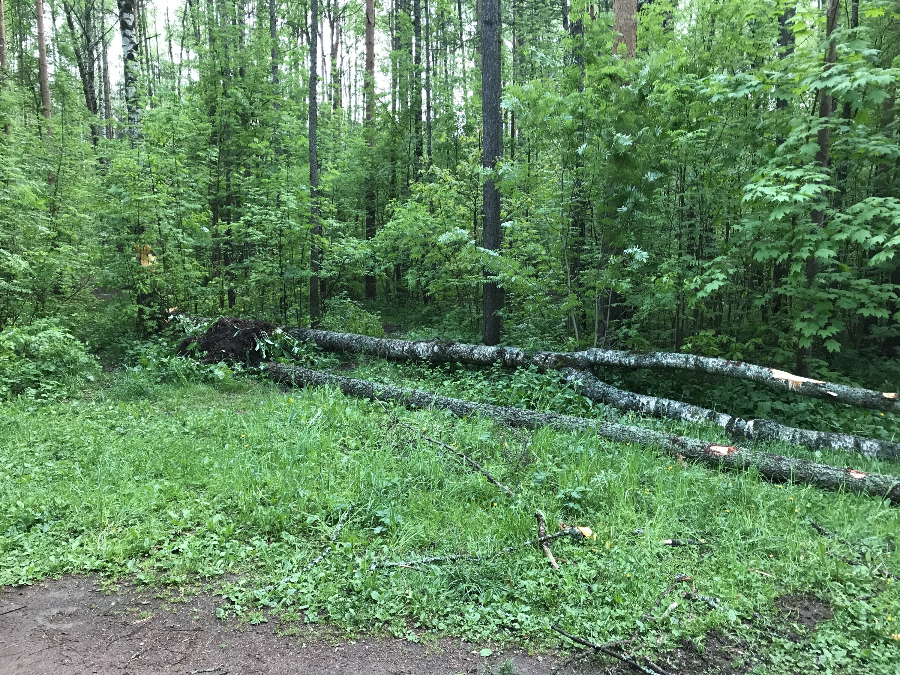 Под порывами. Откапывать автомобиль от снега саперной лопатой. Под порывами. Ураган в москве 1998. Поломанное дерево.