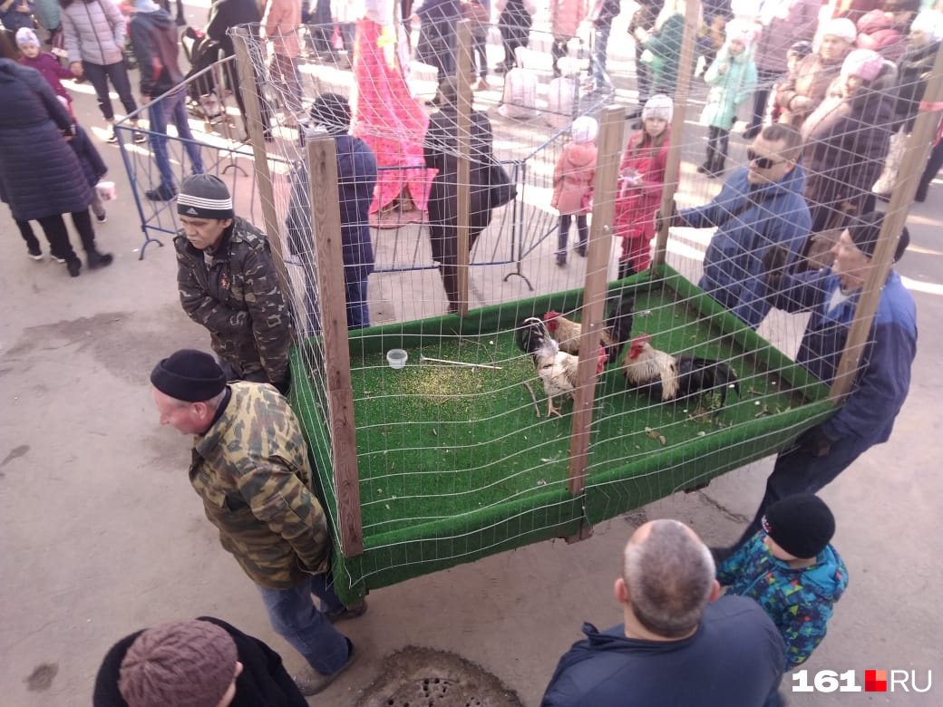 Тем временем в парке Горького к сцене принесли петухов, чтобы продать их на аукционе Тем временем в парке Горького к сцене принесли петухов, чтобы продать их на аукционе