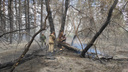 «Переобулись и побежали вместе с лопатами»: под Новосибирском выгорел лес — как его спасали местные