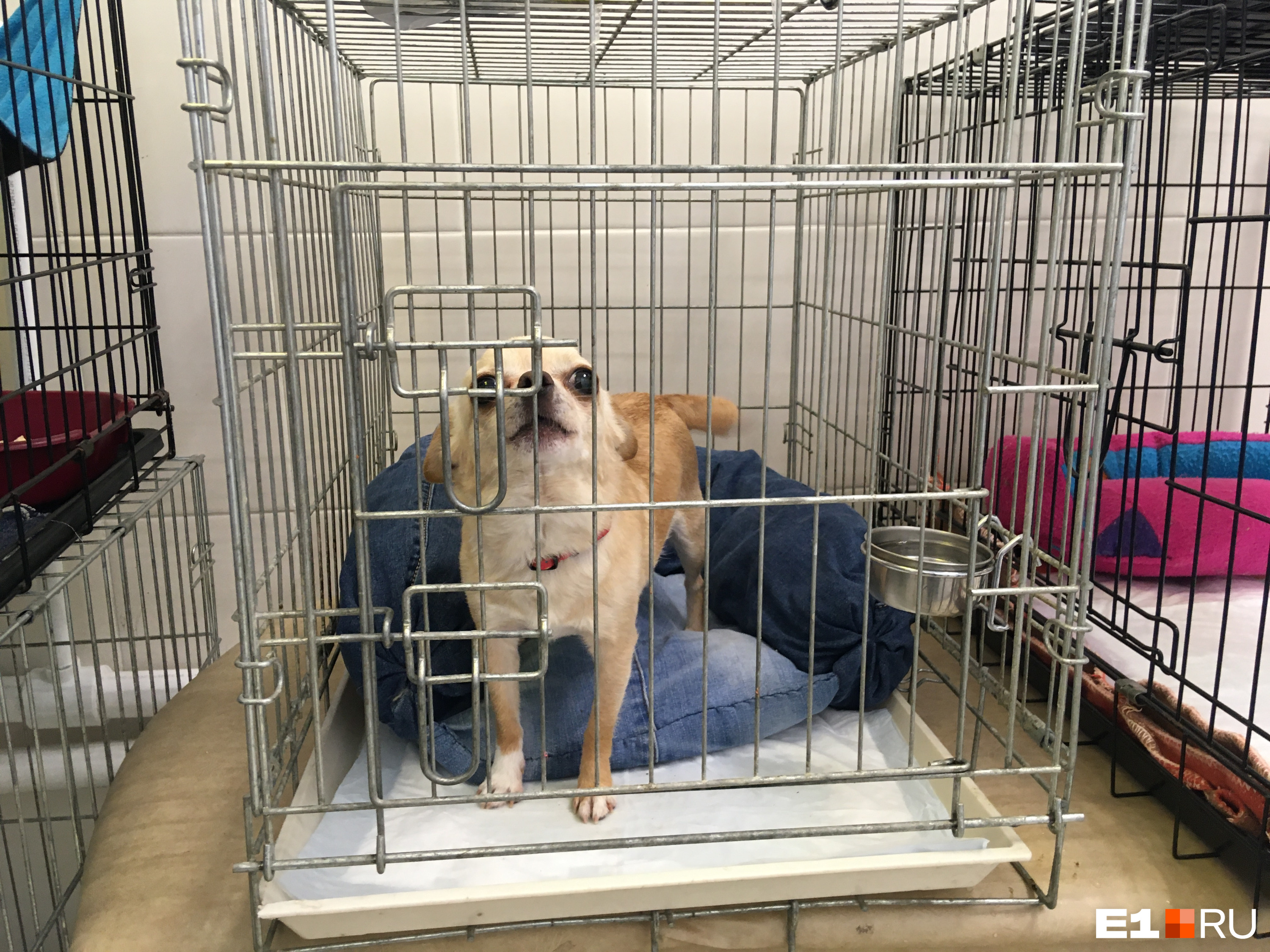 Режим дня для щенка на карантине