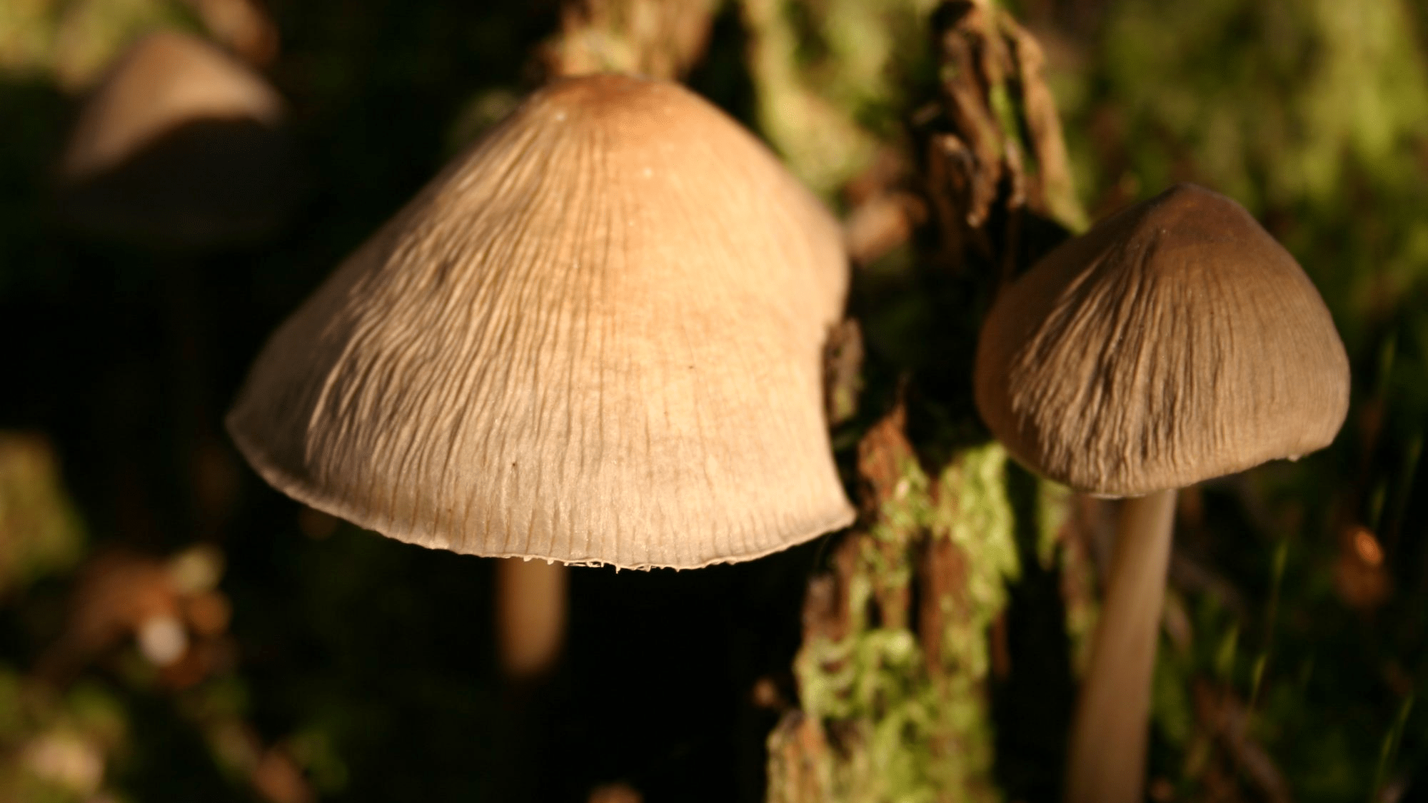 Возможна диарея до 25 раз в сутки. Как не отравиться грибами из лесов Архангельской области