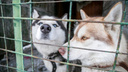 Мэрия Красноярска объявила торги на аренду земли в Солнечном для создания приюта для животных