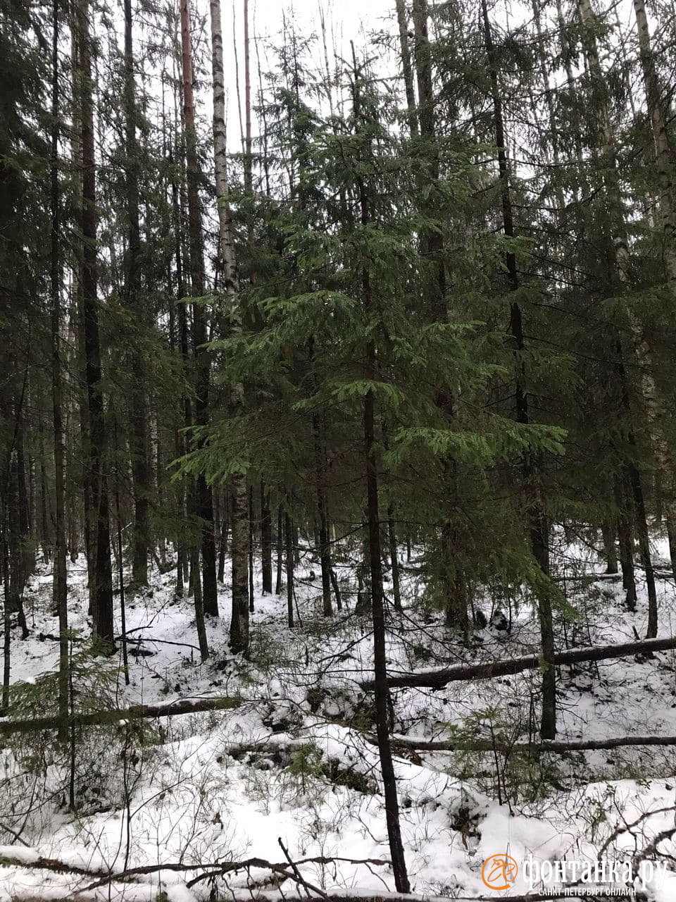 автор фото Денис Лебедев / «Фонтанка.ру»