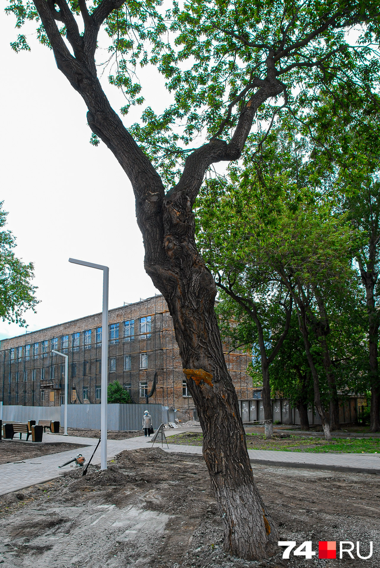 Карагач, или вяз приземистый — популярное в Челябинске дерево. Правда, специалисты по озеленению отзываются о нём не слишком высоко. Карагачи не очень красивы и часто ломаются