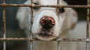Не прошло и полгода: челябинские власти объявили аукцион на отлов бездомных псов и создание приютов