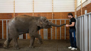 Ростовский зоопарк исключили из Евроазиатской ассоциации после передачи слоненка в цирк