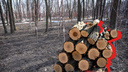Пена на деревьях и разрушенные дорожки: как благоустраивают парки Ростова и что из этого выходит