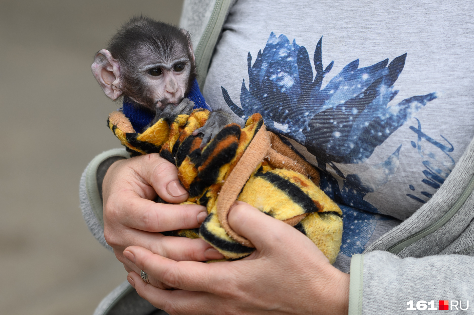 Так что маленькую Василису кормят сотрудники зоопарка — смесью для новорожденных детей