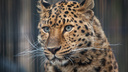 В Новосибирский зоопарк привезли дальневосточного леопарда по имени Дава