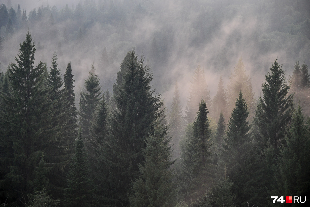 Хвойные леса почти без подлеска — точно из сказки