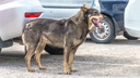 Ремонт на 200 тысяч: в Самаре бездомные собаки изуродовали Porsche