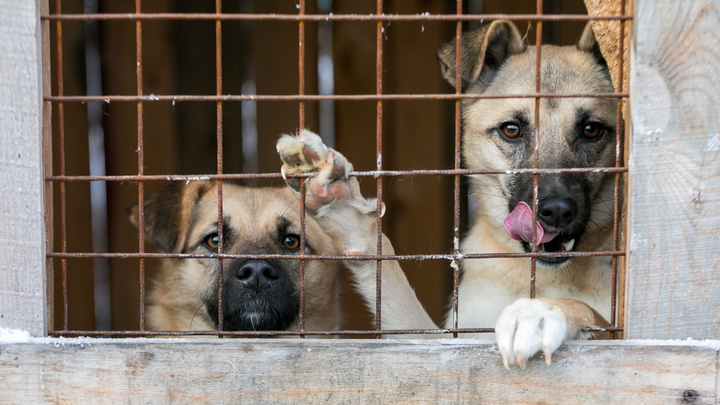 «Истощенные, все в язвах»: под Красноярском волонтеры нашли десятки собак в ничейном приюте