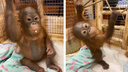 Малышке-орангутангу Джулии исполнилось полгода: в Новосибирском зоопарке показали её милые фото