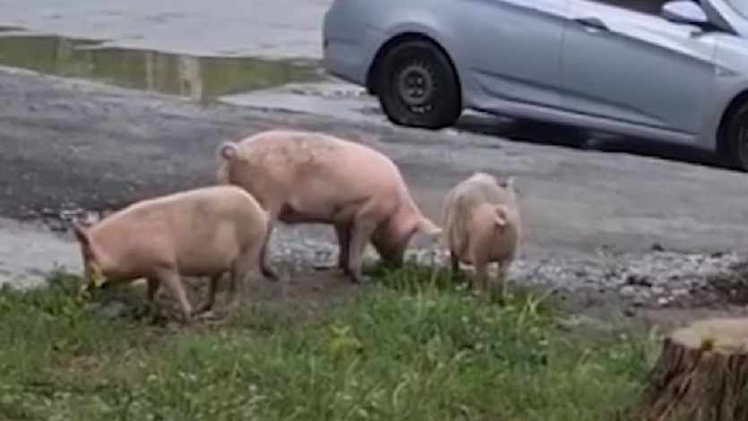Загуляли свиньи