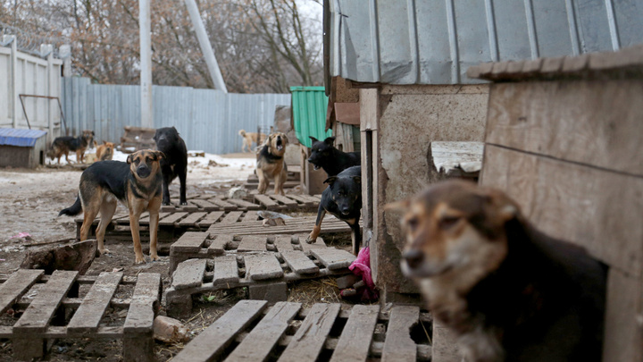 Хабирову прислали план по борьбе с бродячими собаками за 10 дней до гибели ребенка в Сафарово