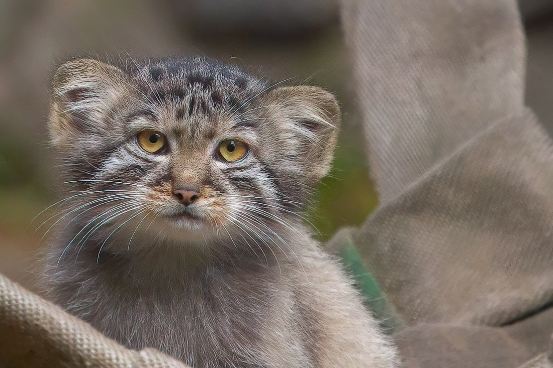 Кошки зоопарк