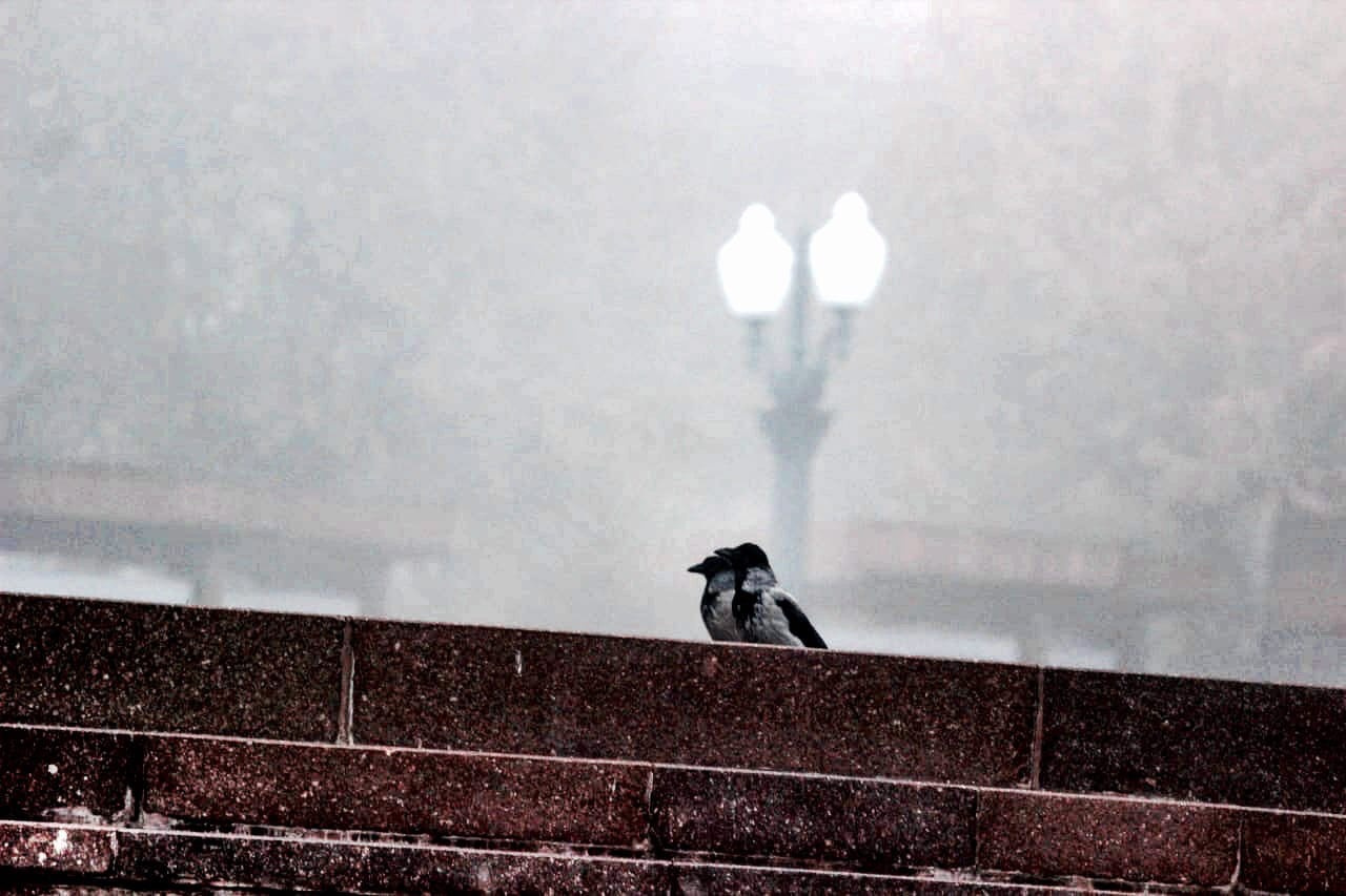 Воронам в тумане тоже некомфортно — погода нелетная